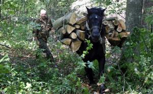 Šume južne Srbije: Ono što ne može mehanizacija mogu samaraši iz BiH